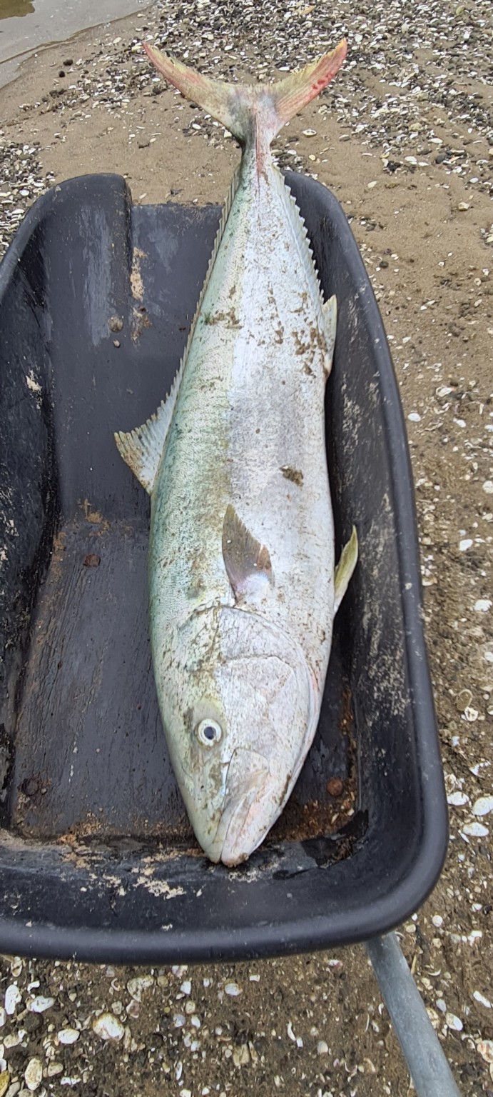 Large fish in a wheelbarrow