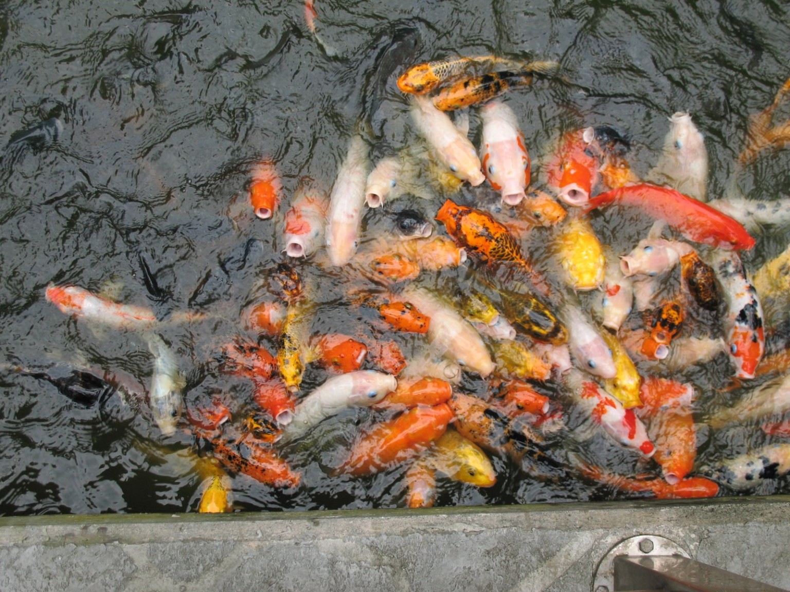 Decorative fish pond
