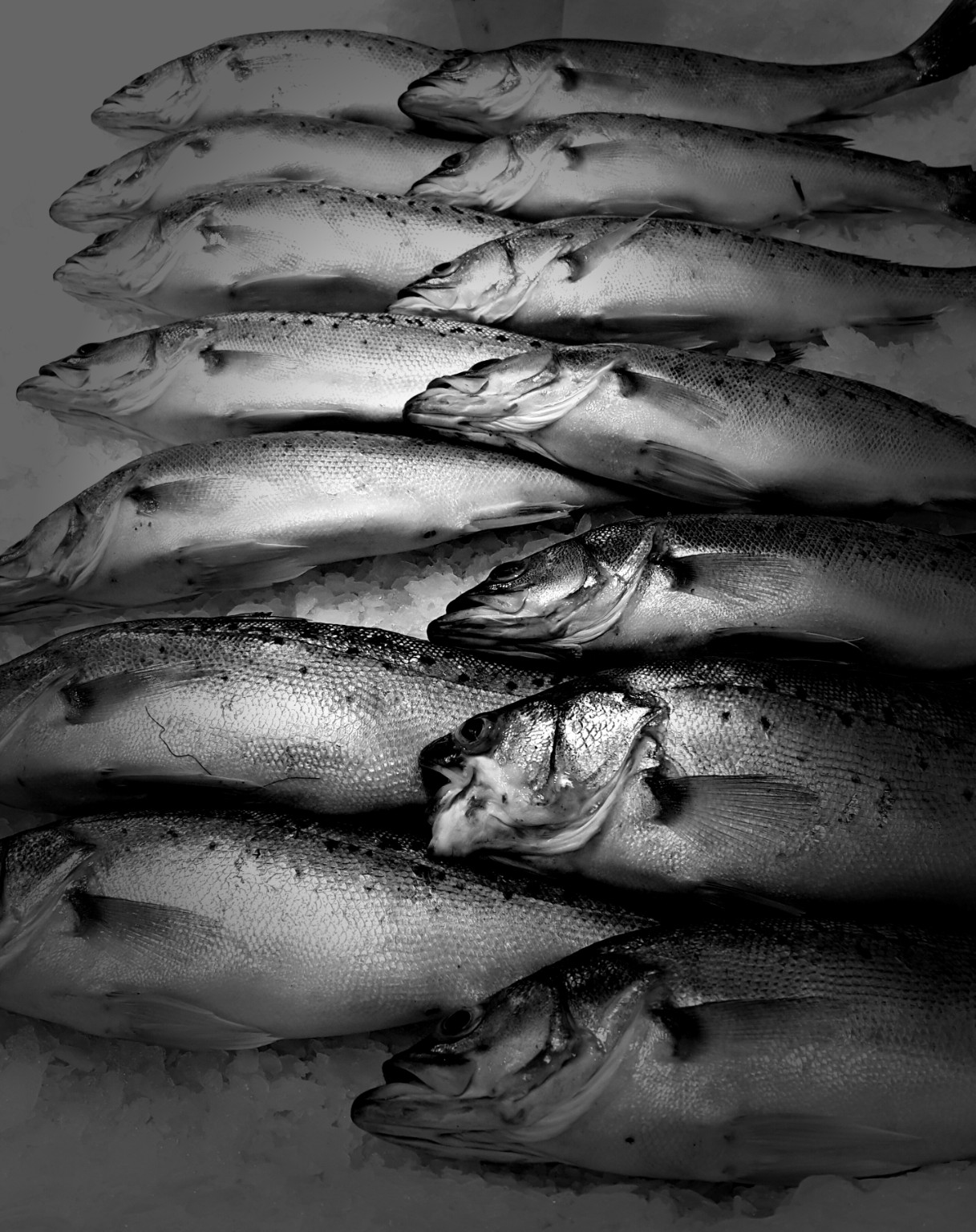 Fishing course image
