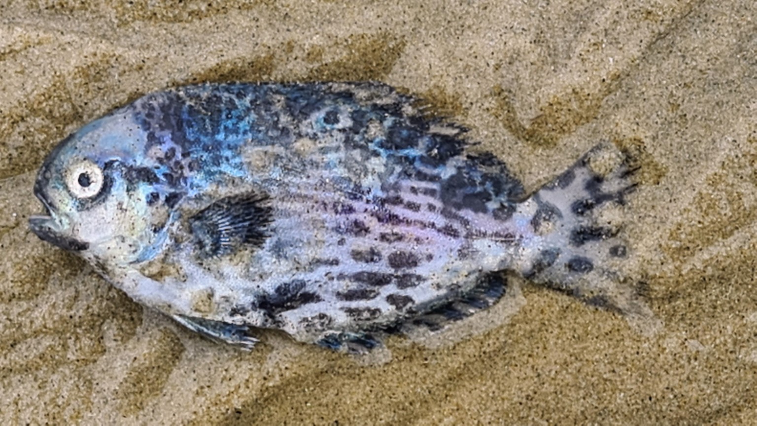 Spotted fish on sand