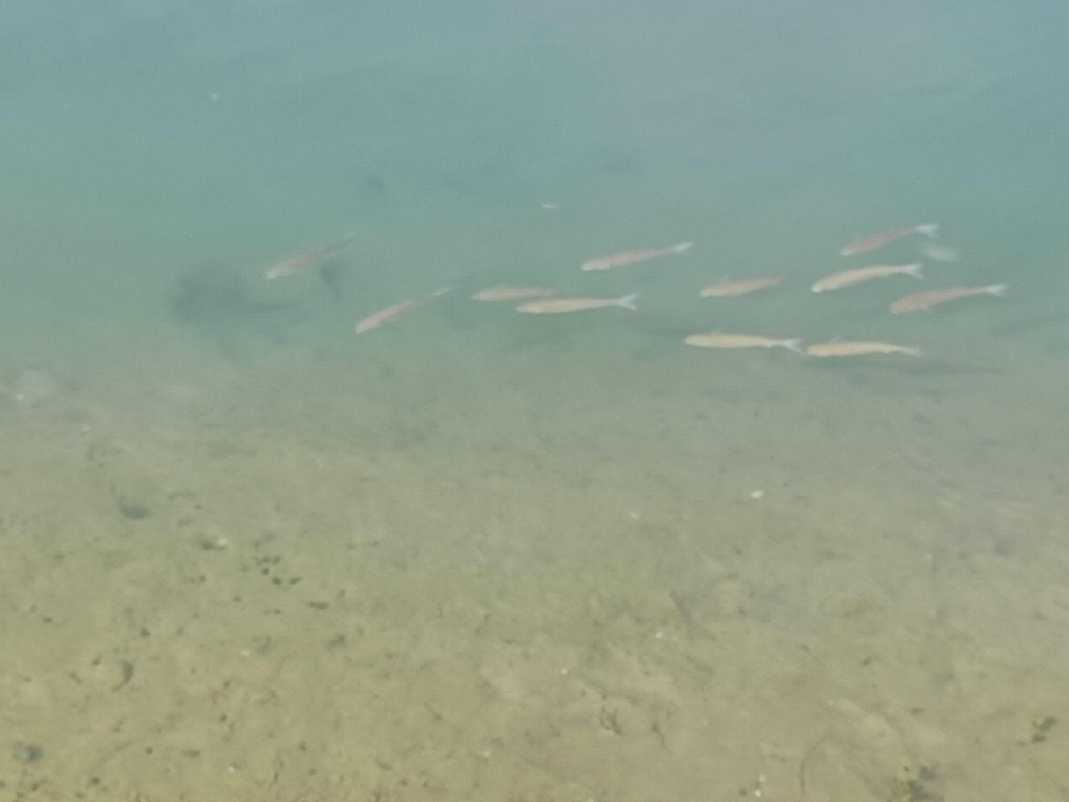 Underwater school of fish