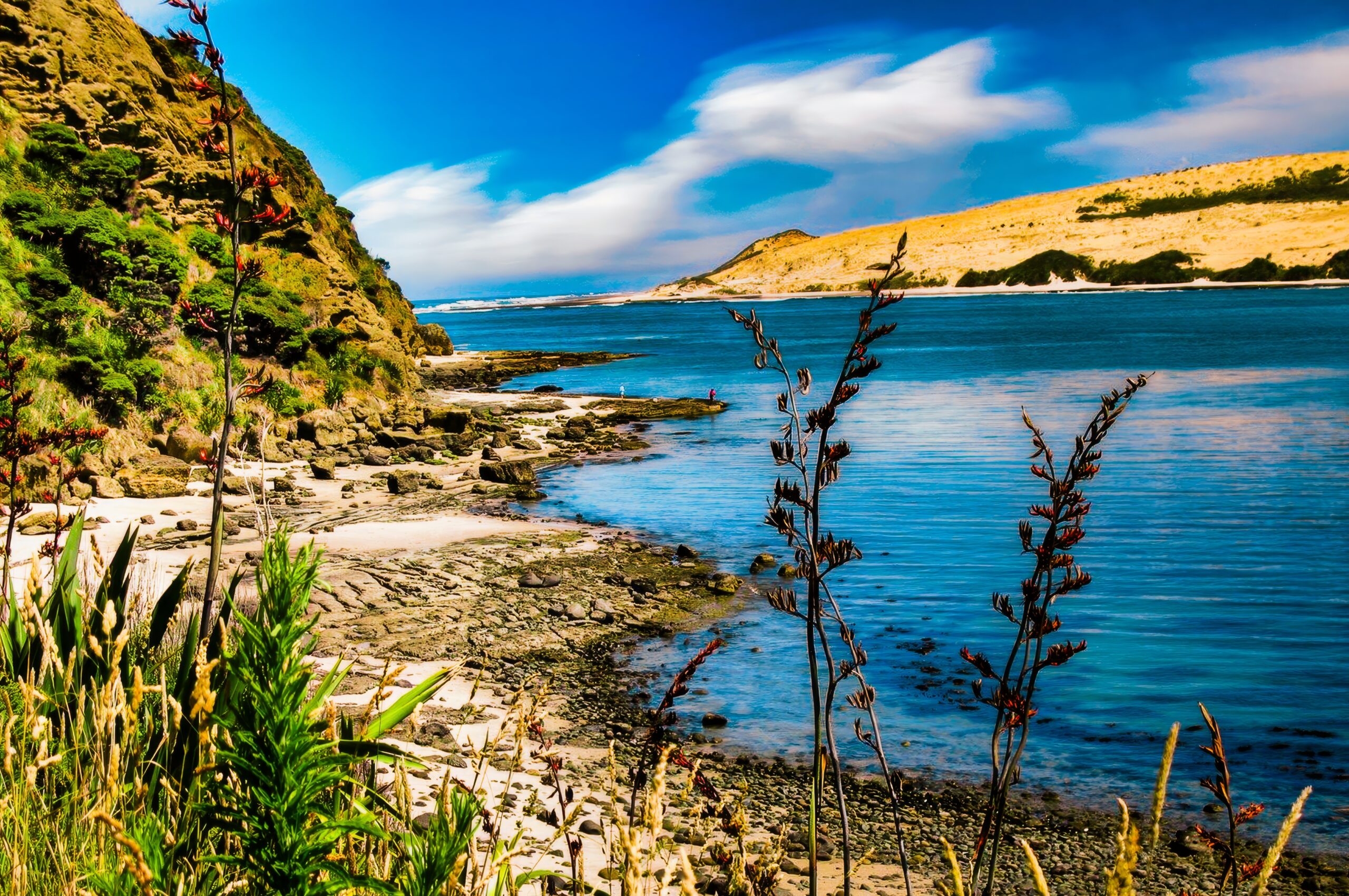 Hokianga coastal scene with rocky shoreline, flax flower stalks, blue water and golden dunes